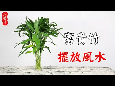 開運竹放陽台|陽台植物風水指南：打造美觀旺運的陽台 